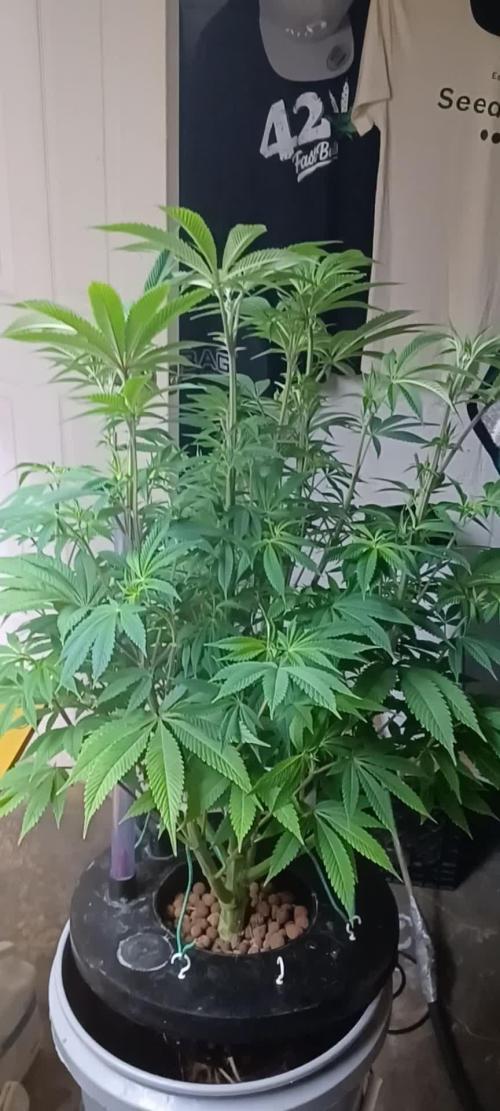Ze Chem Bang Terpyz Mutant Genetics