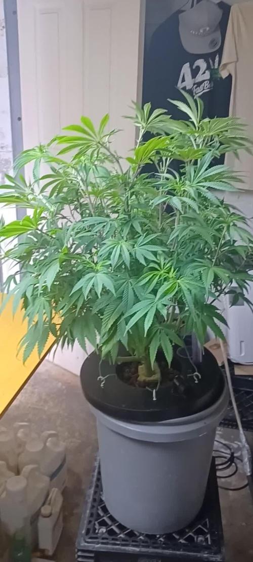 Zealix from Terpyz Mutant Genetics