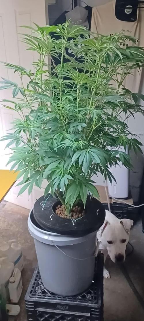 Ze Chem Bang Terpyz Mutant Genetics