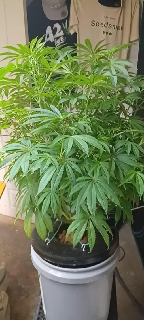 Zealix from Terpyz Mutant Genetics