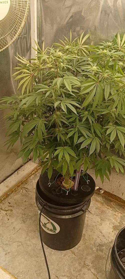 Zealix from Terpyz Mutant Genetics