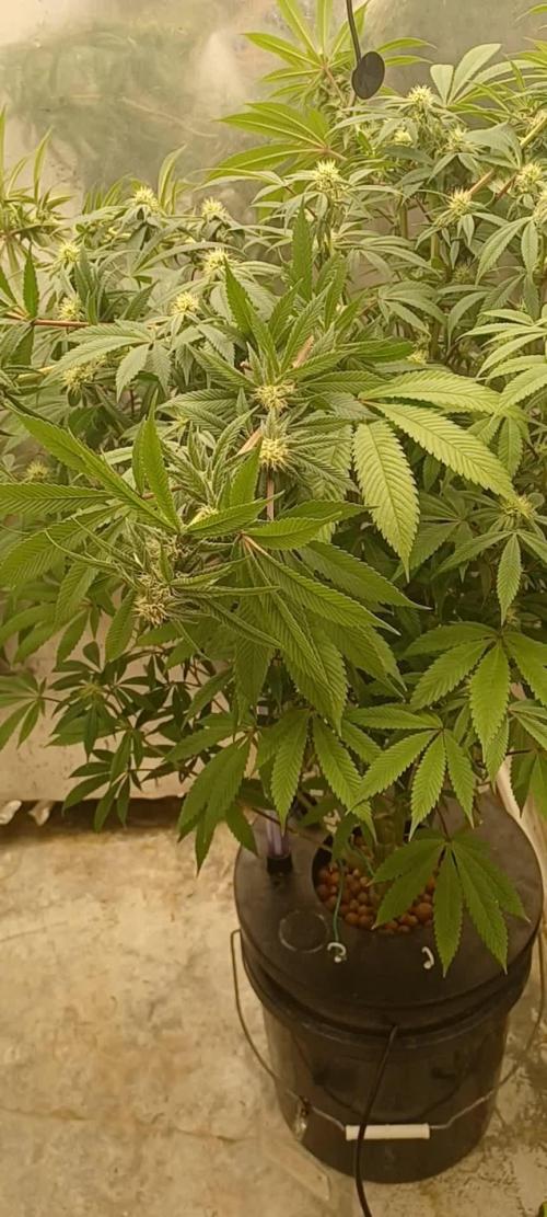 Ze Chem Bang Terpyz Mutant Genetics