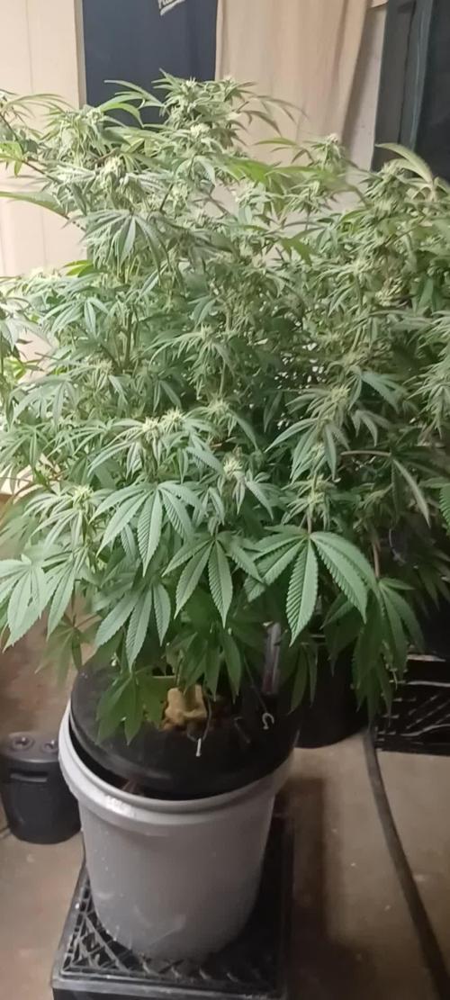 Zealix from Terpyz Mutant Genetics