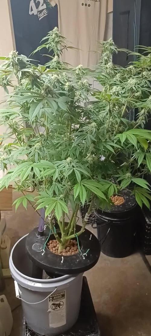 Ze Chem Bang Terpyz Mutant Genetics