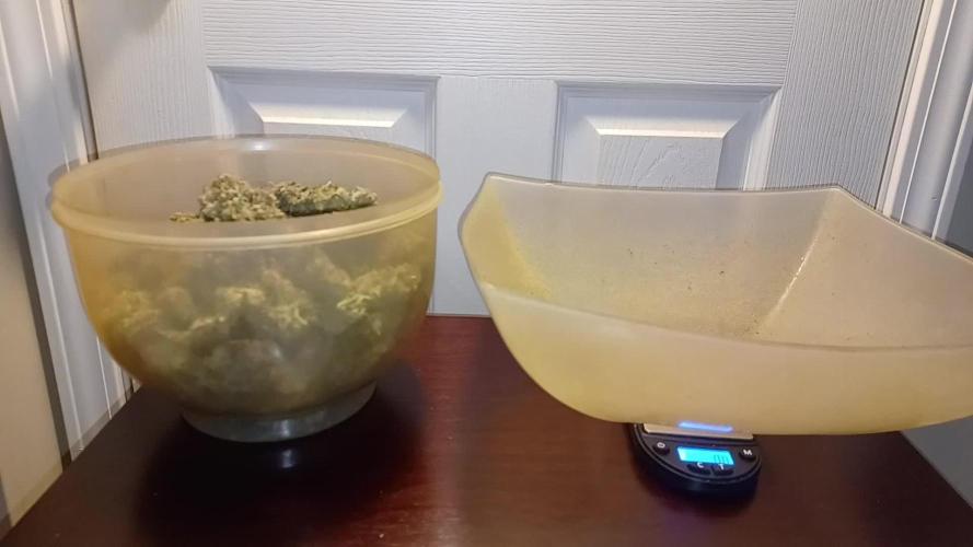 Runtz Punch Herbies Seeds