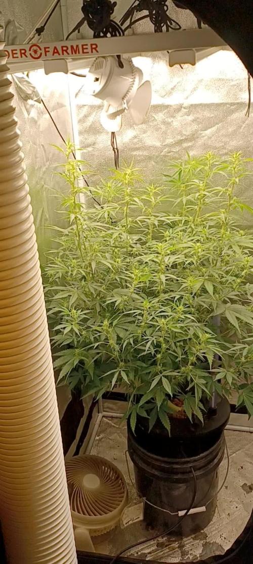 DeepForest super auto
