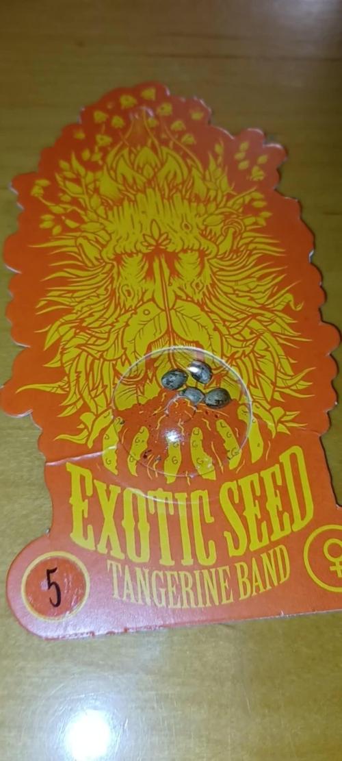 Tangerine Band from Exotic Seeds