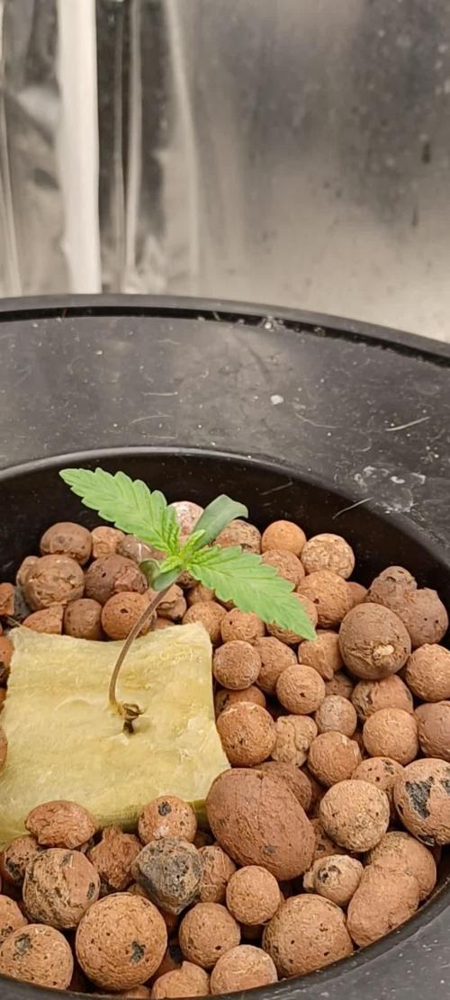 Tangerine Band from Exotic Seeds