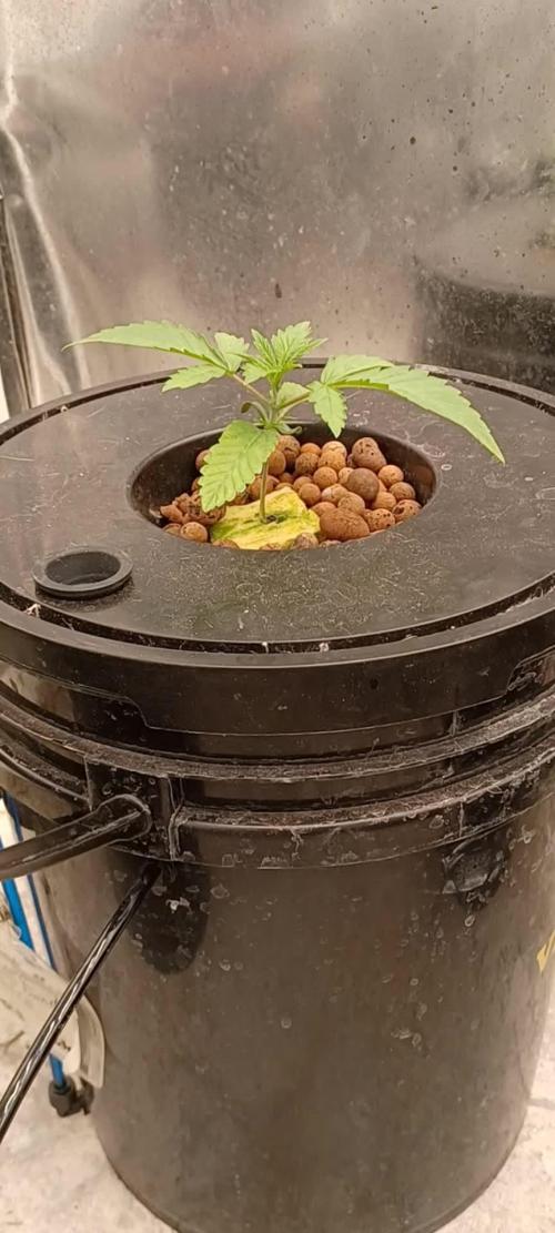 Tangerine Band from Exotic Seeds