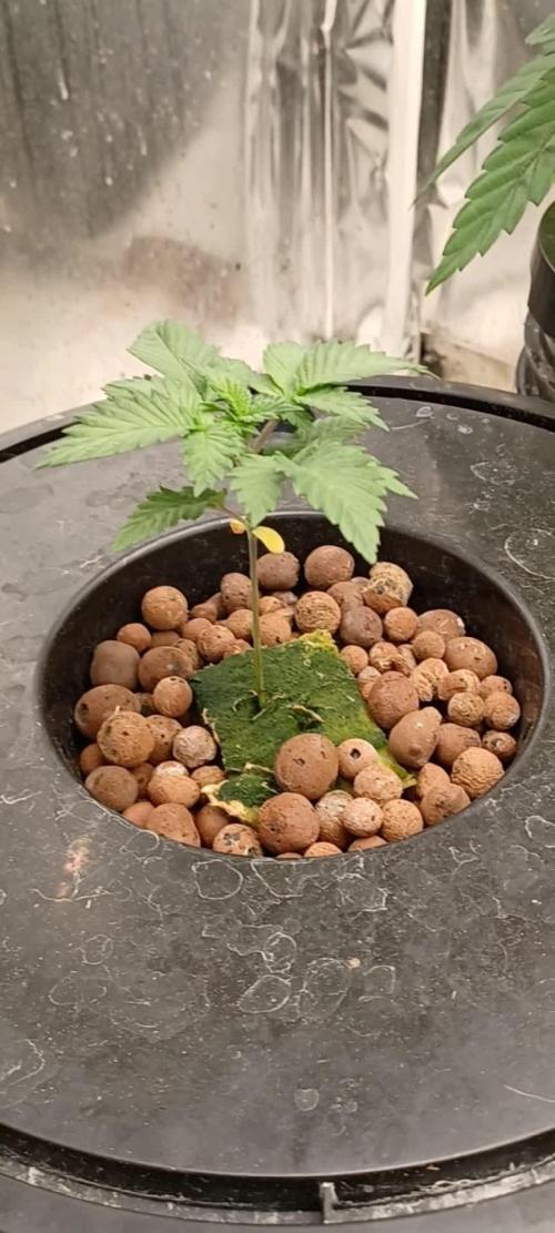 White Widow from Seedsman