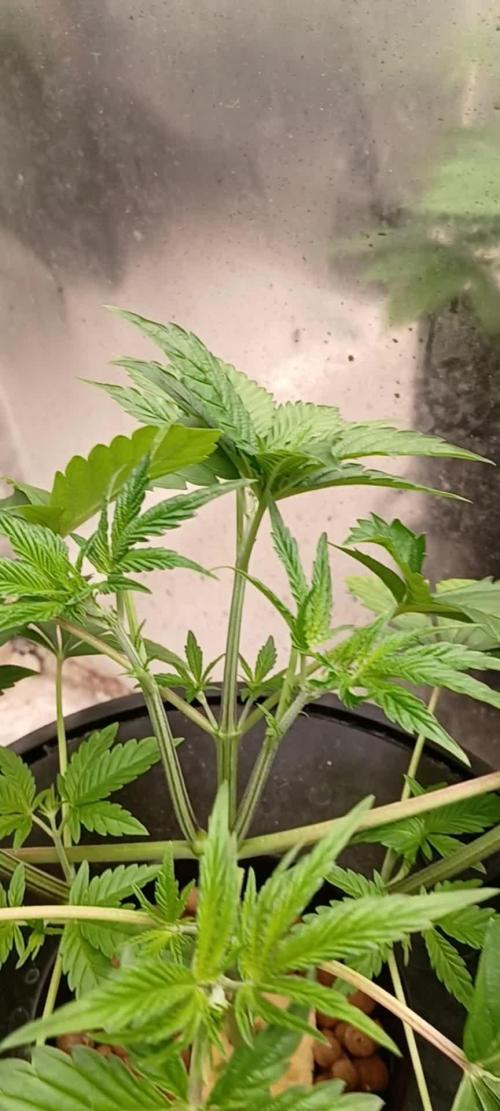 Tangerine Band from Exotic Seeds