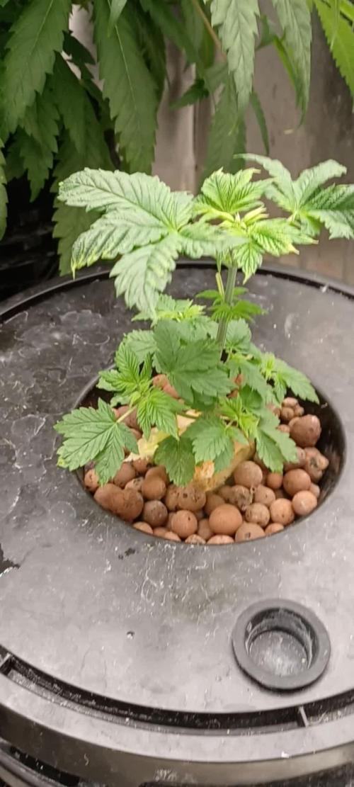 Hindu Kush Divine Seeds