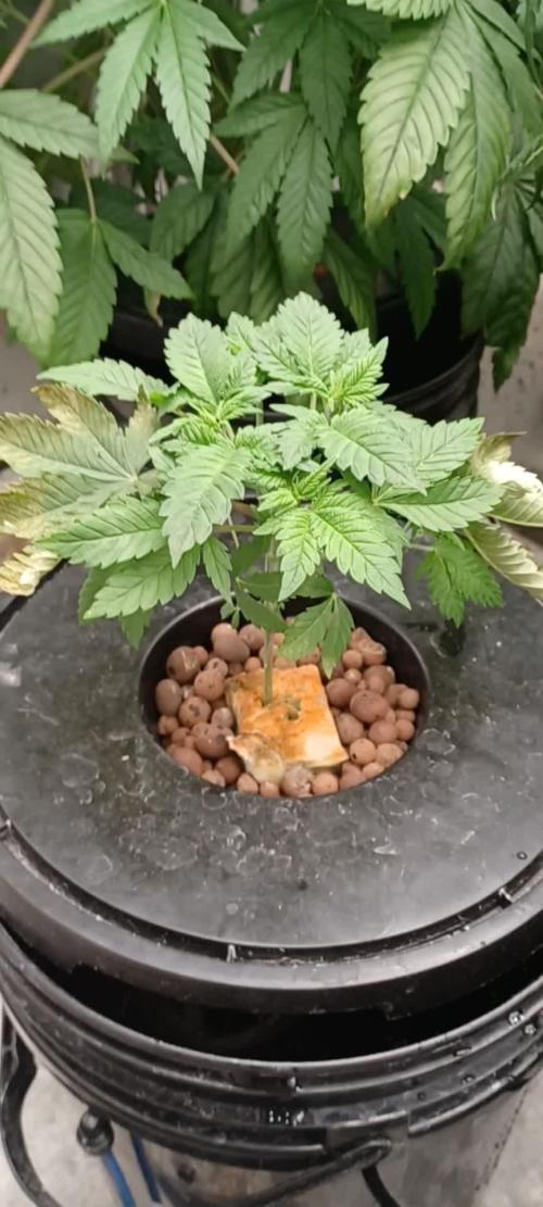 White Widow from Seedsman