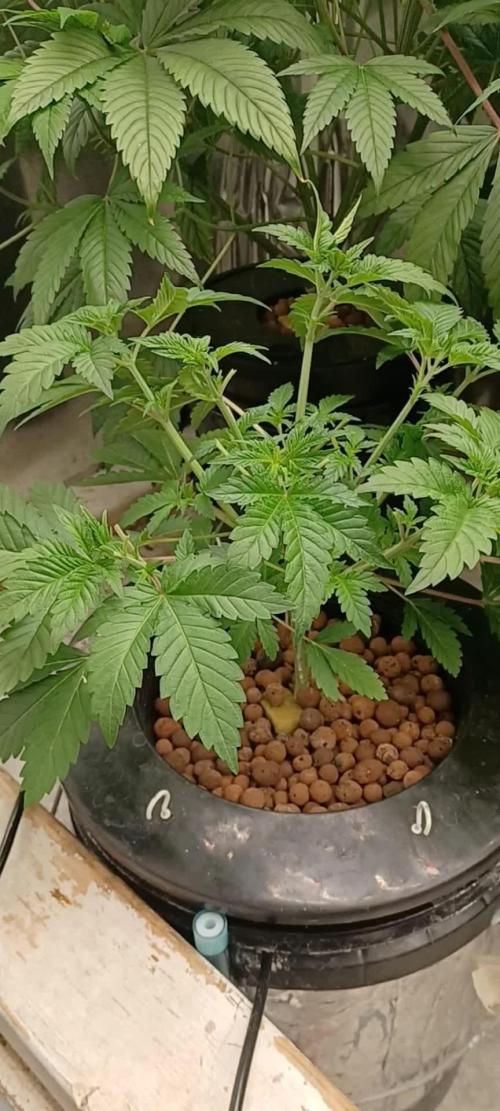 Super Skunk from Spliff Seeds