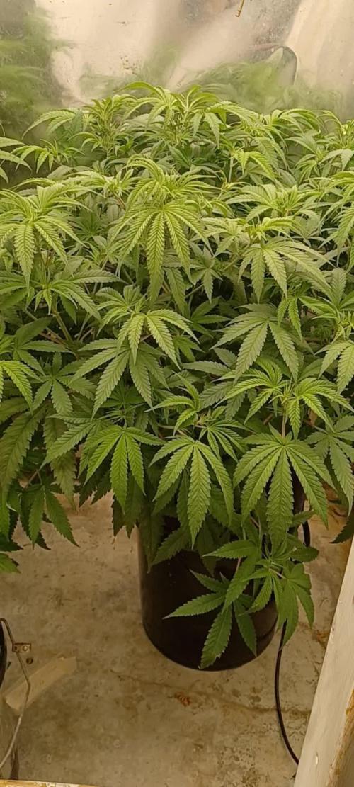 Melon Gum Pure Instinto