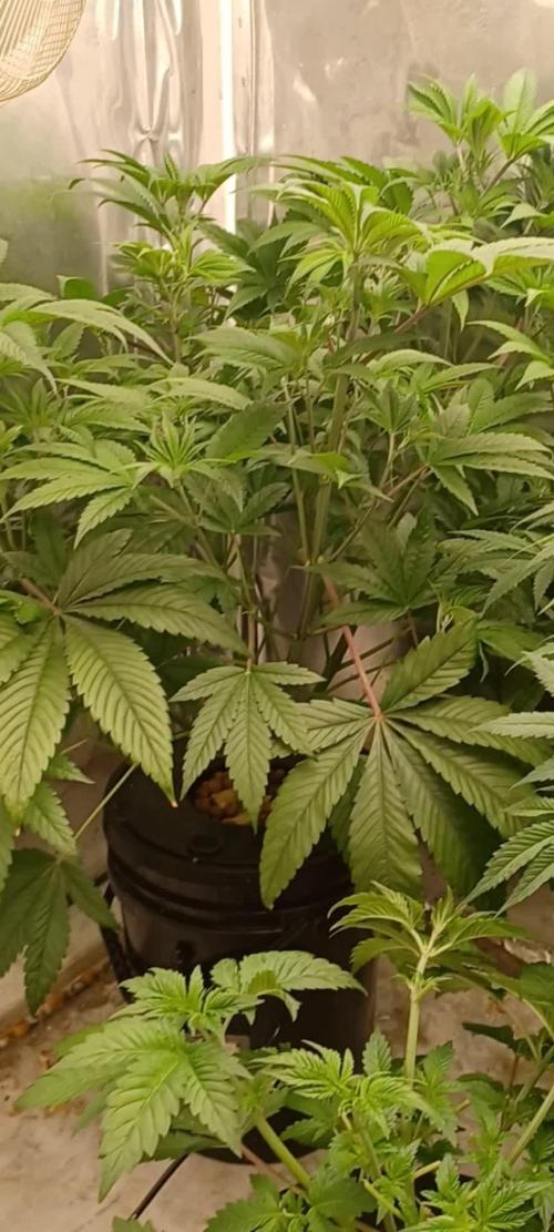 Tangerine Band from Exotic Seeds