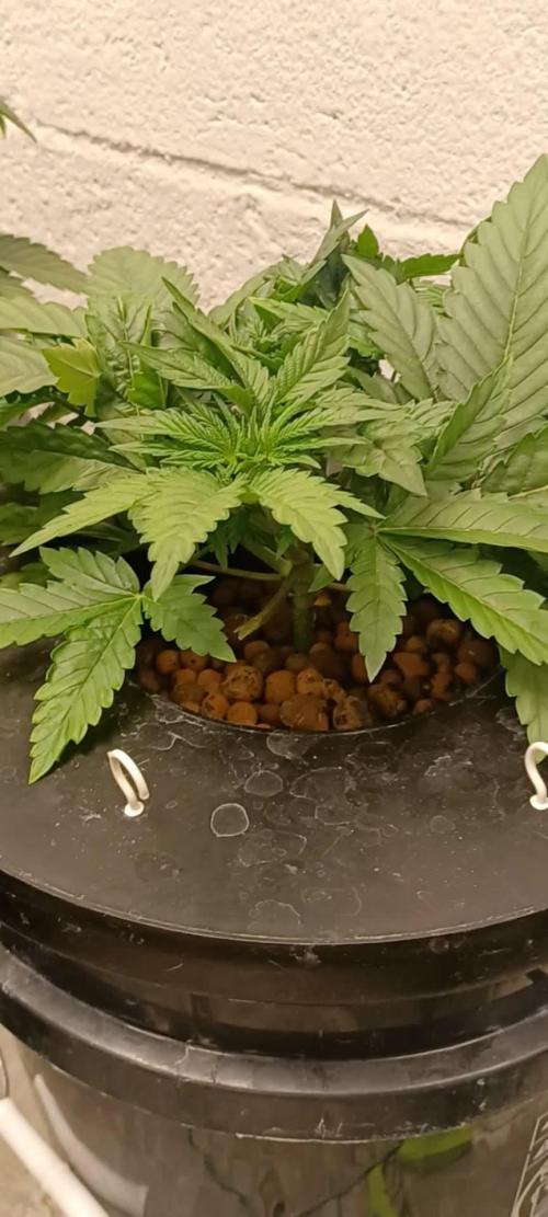 Fast Version B from Dutch Passion