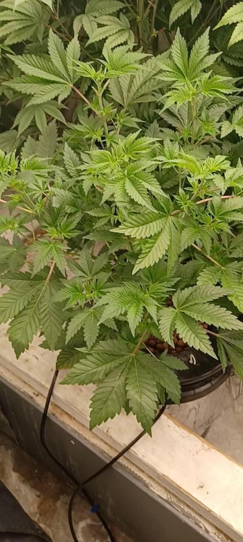 Super Skunk from Spliff Seeds
