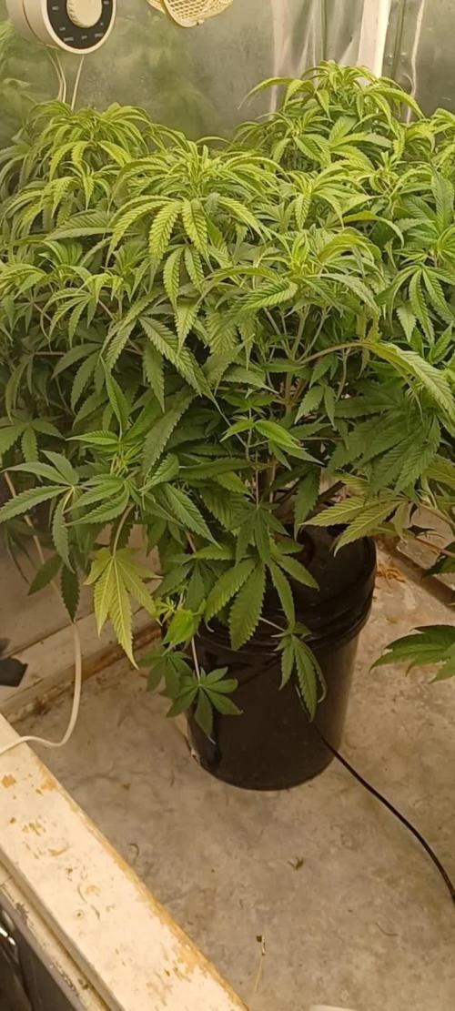 Melon Gum Pure Instinto