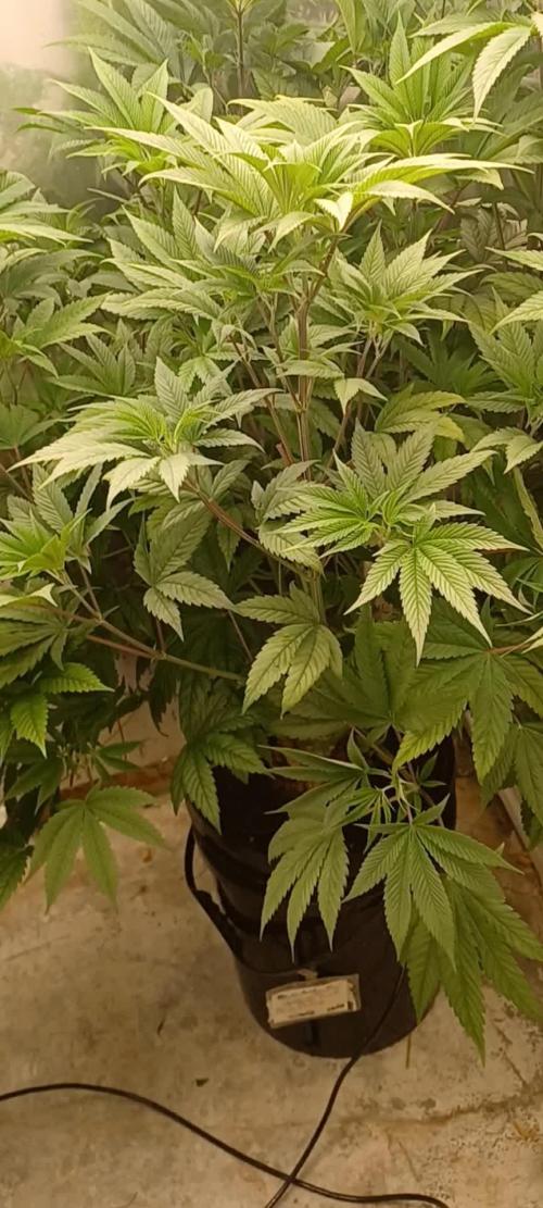 Tangerine Band from Exotic Seeds