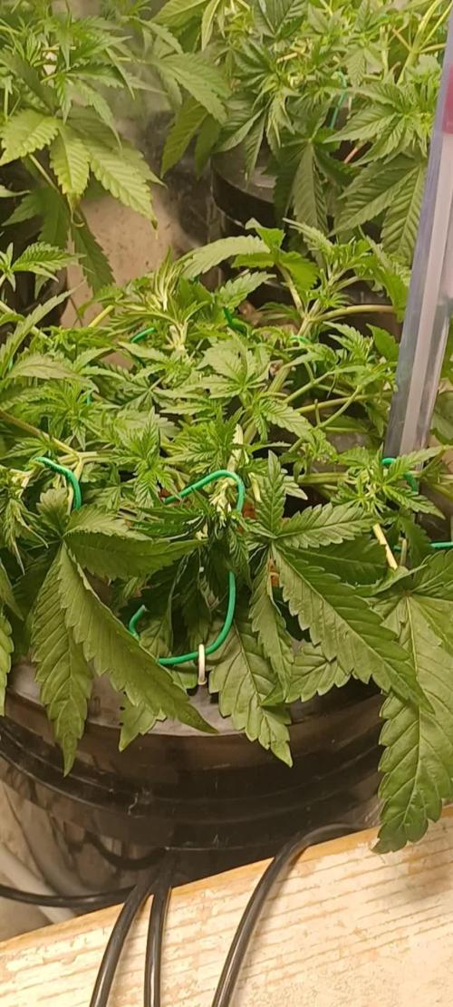 Fast Version B from Dutch Passion