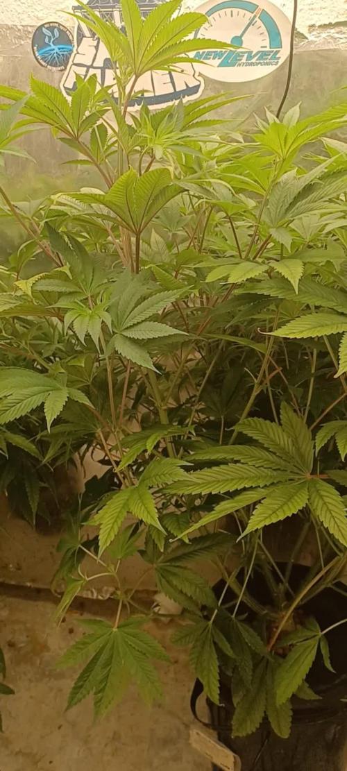 Tangerine Band from Exotic Seeds