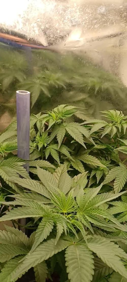 Fast version A Dutch Passion