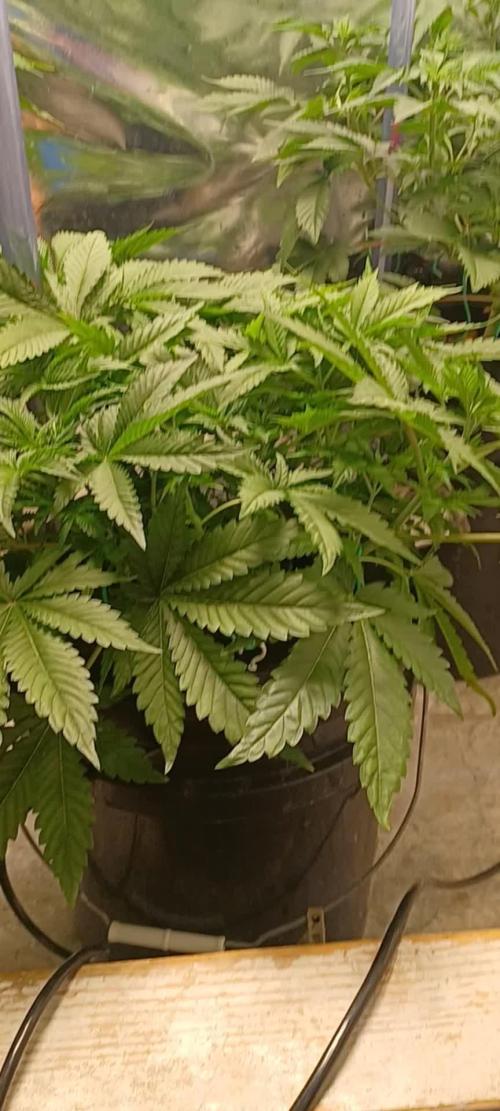 Fast Version B from Dutch Passion