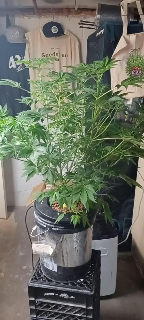 Super Skunk from Spliff Seeds
