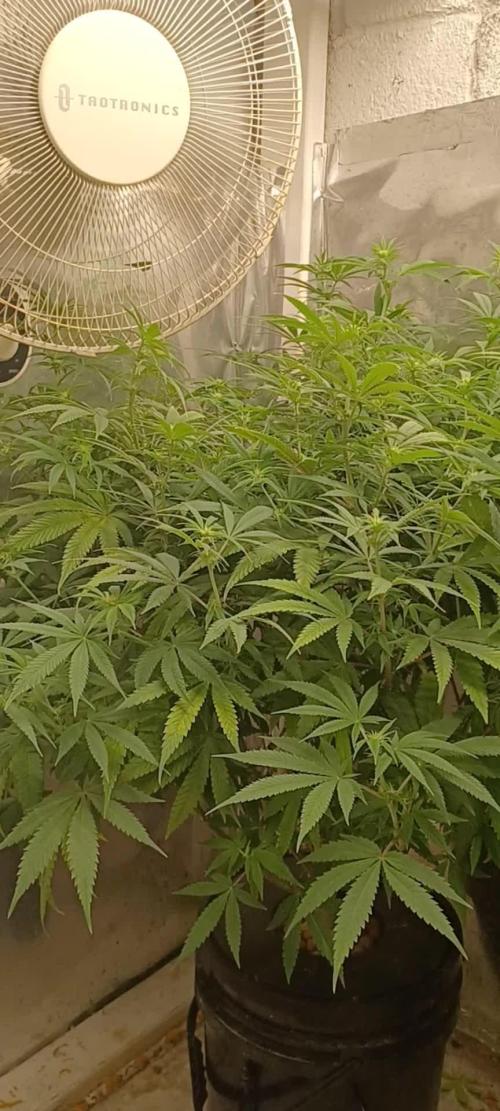 Melon Gum Pure Instinto