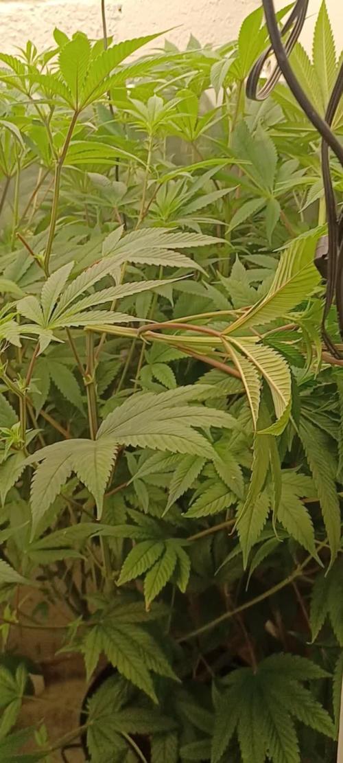 Tangerine Band from Exotic Seeds