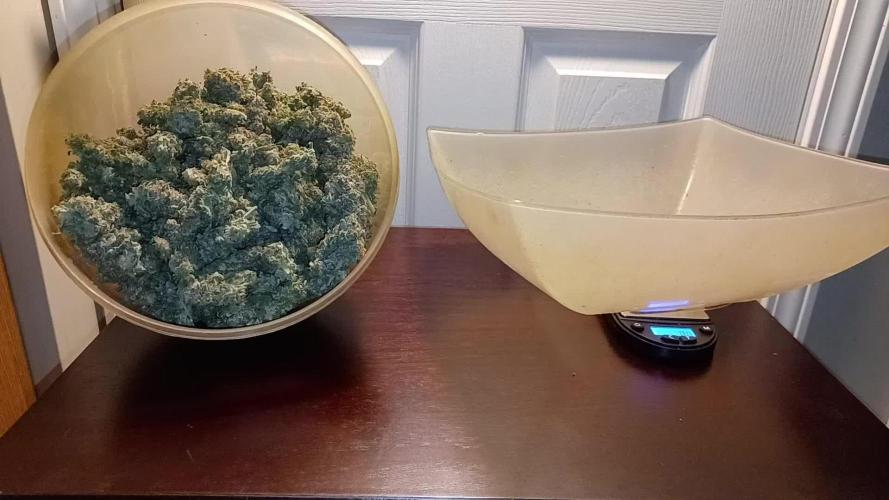 Ze Chem Bang Terpyz Mutant Genetics