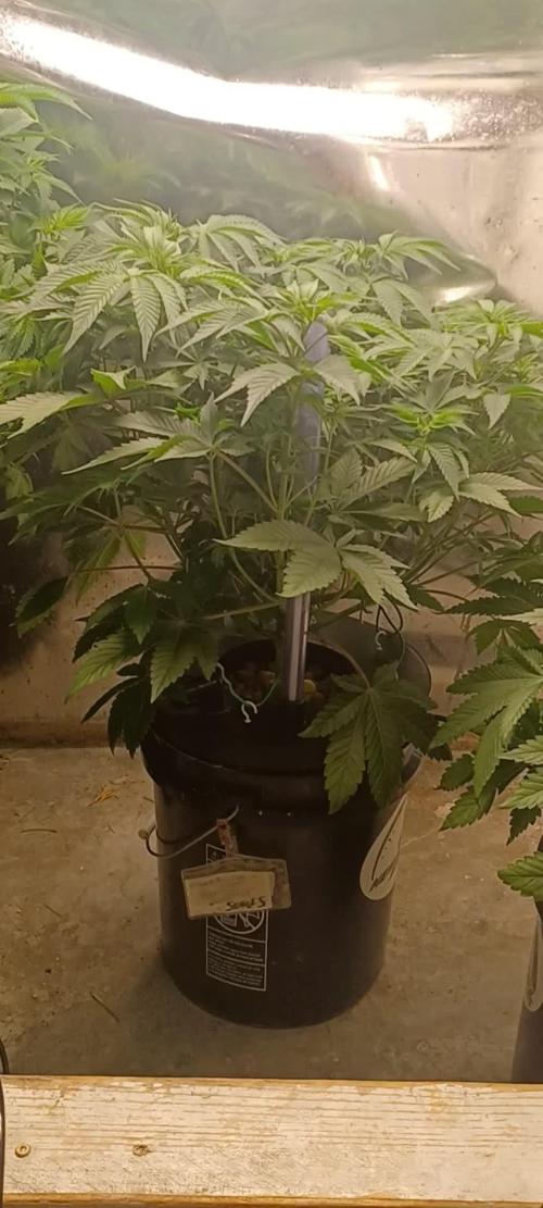 Fast version A Dutch Passion