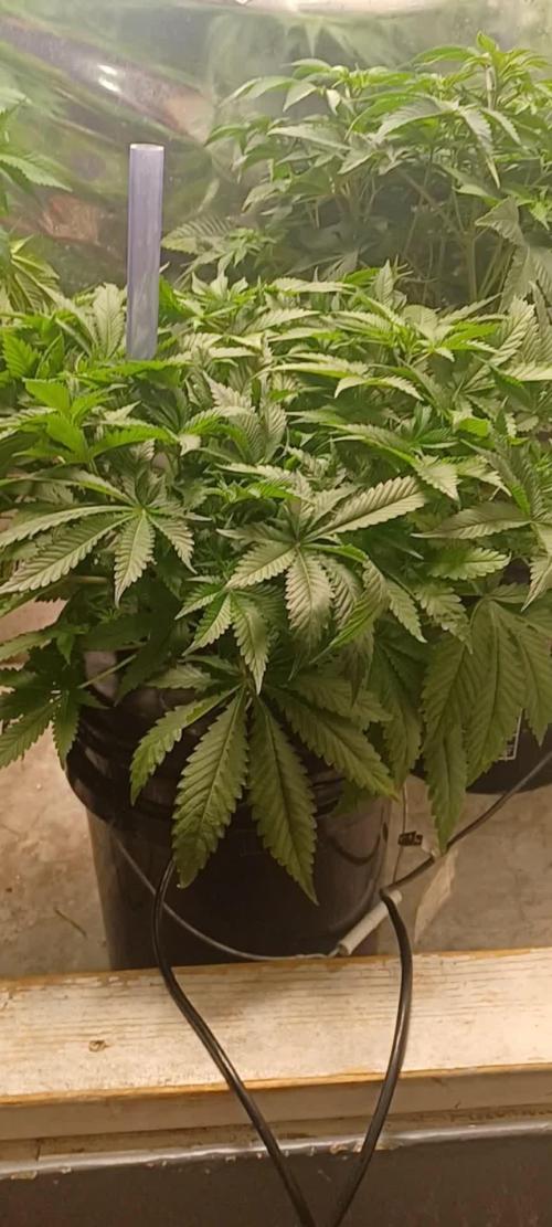 Fast Version B from Dutch Passion