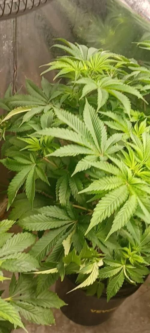 White Widow from Seedsman
