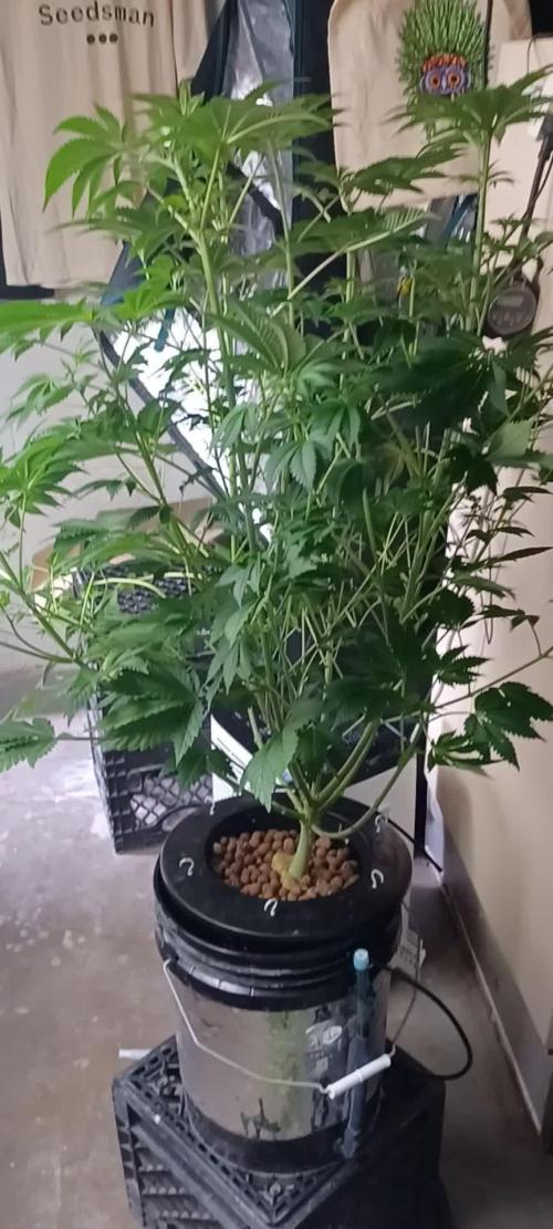 Super Skunk from Spliff Seeds