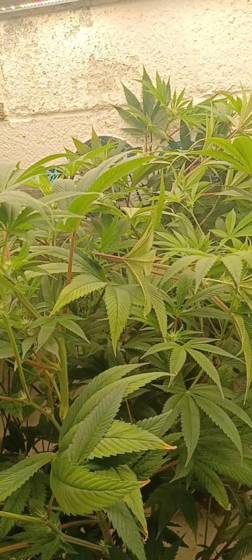 Tangerine Band from Exotic Seeds