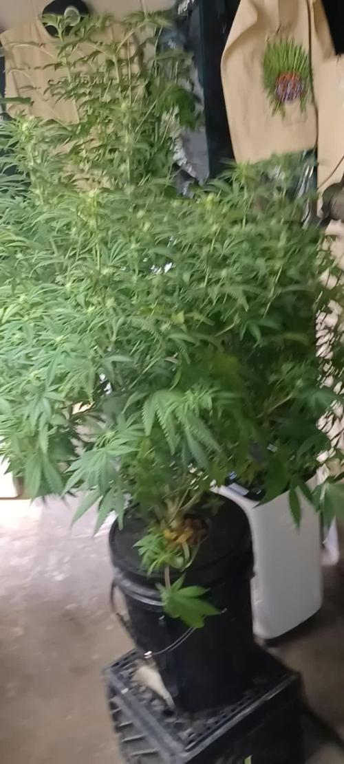 Melon Gum Pure Instinto