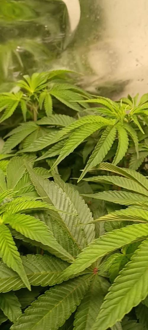 Fast version A Dutch Passion