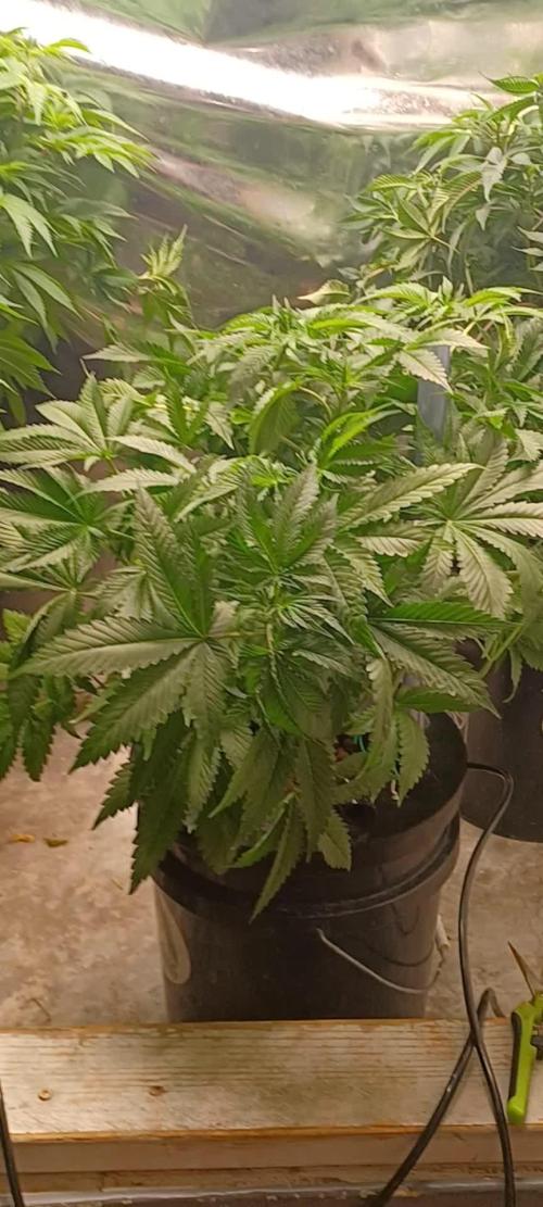 Fast Version B from Dutch Passion