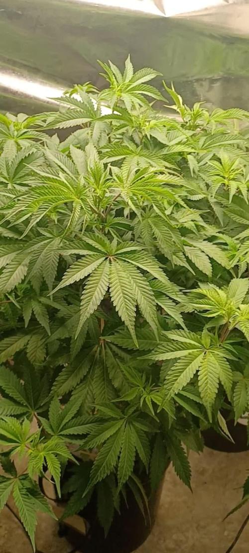 White Widow from Seedsman