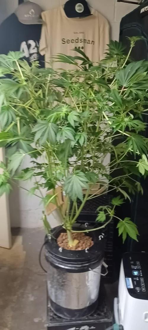 Super Skunk from Spliff Seeds