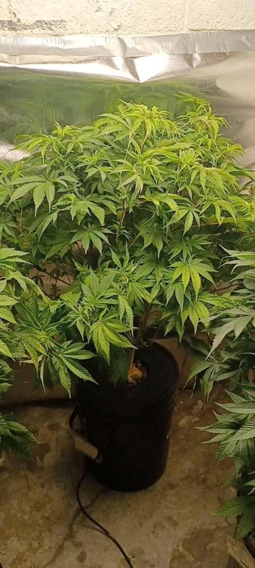 White Widow from Seedsman