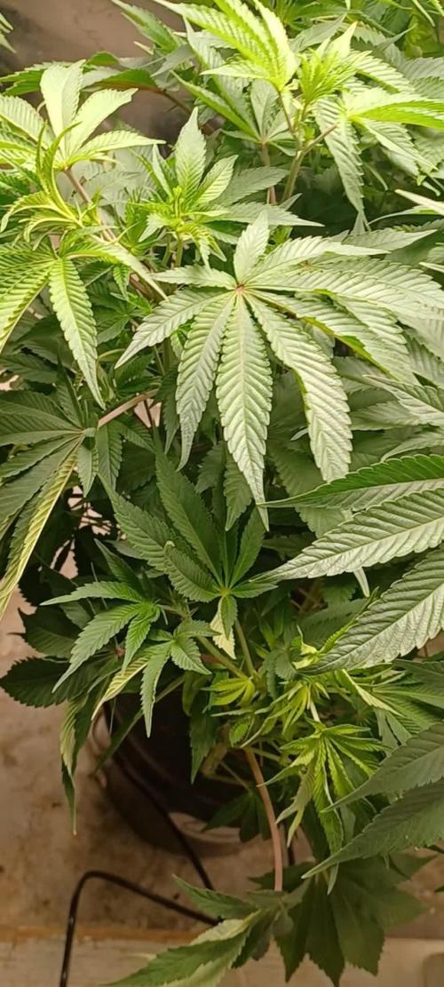 Fast version A Dutch Passion