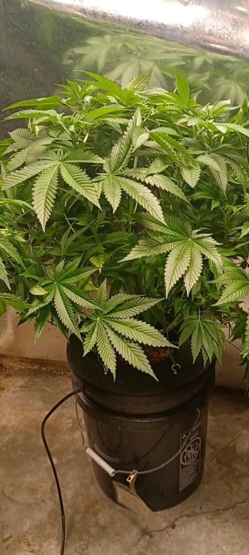 Fast Version B from Dutch Passion