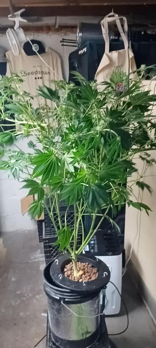 Super Skunk from Spliff Seeds