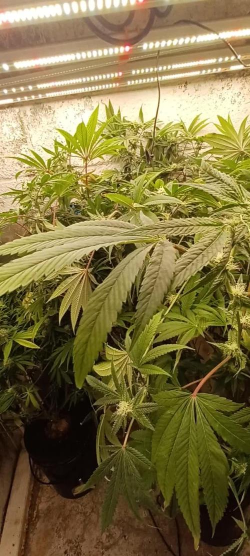 Tangerine Band from Exotic Seeds