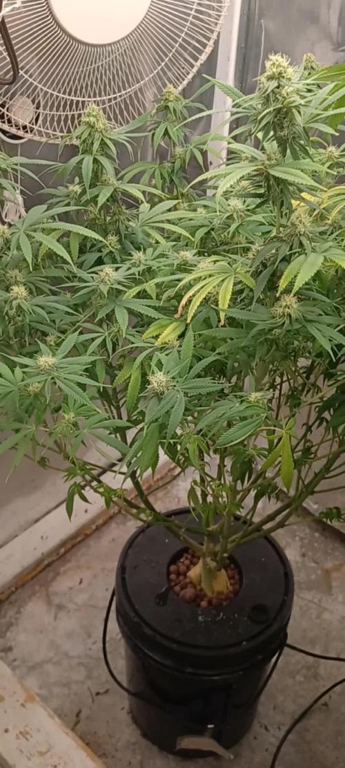 Melon Gum Pure Instinto