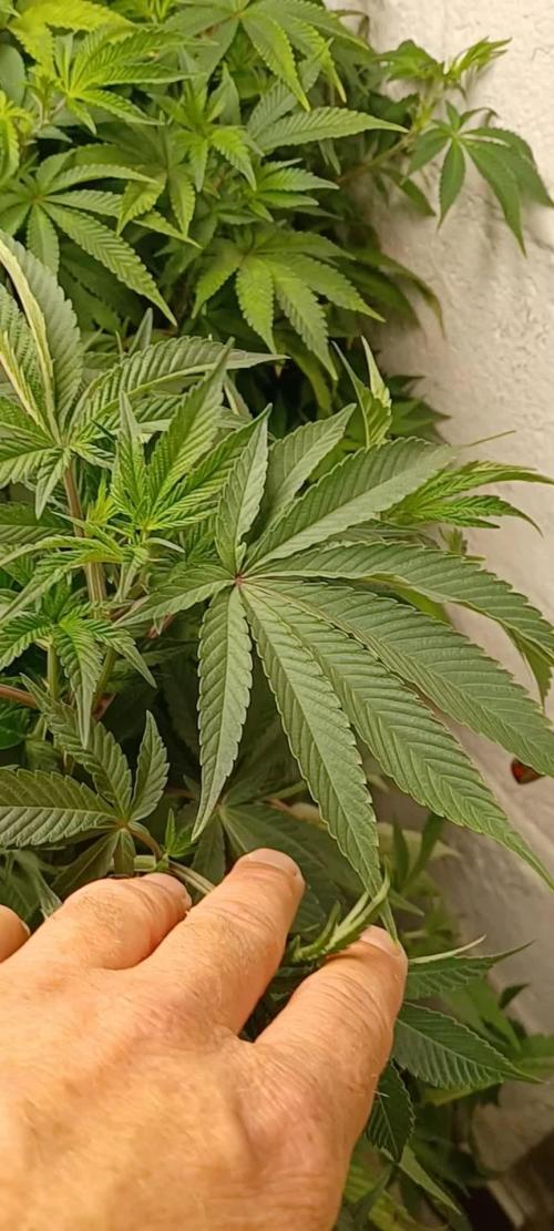 Fast version A Dutch Passion