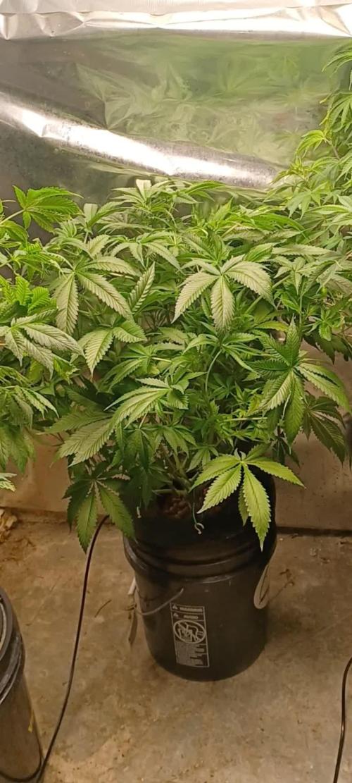 Fast Version B from Dutch Passion